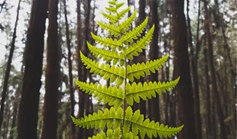 Embedding Health in Climate Negotiations